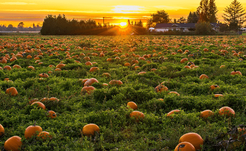 Falling into the equinox and getting ready for everything pumpkin
