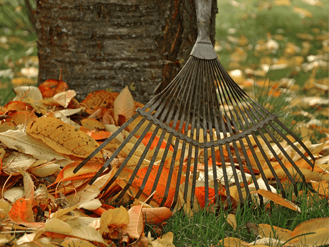 Leaf and yard collection